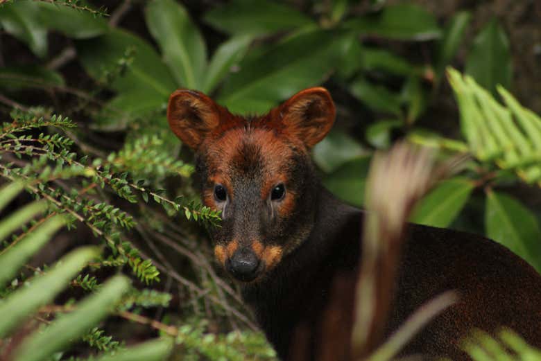 Un pudú a Tepuhueico