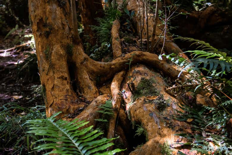 Un albero particolare di Tepuhueico