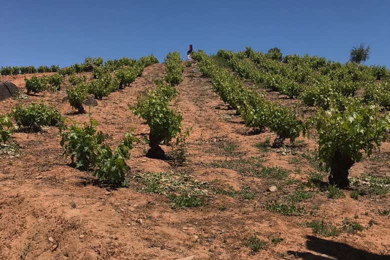 Campo de videiras da Viña Don Heraldo