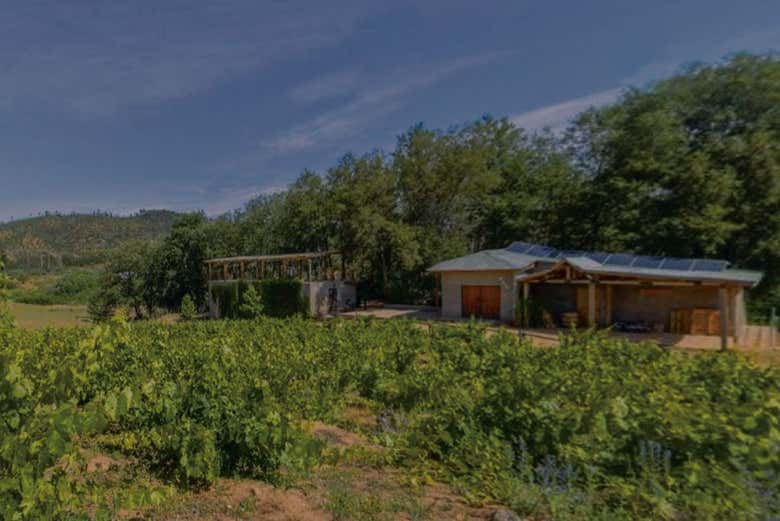 Panorâmica dos vinhedos