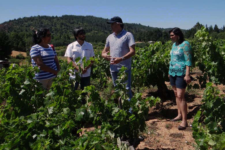 Visitando os vinhedos da Viña Don Heraldo