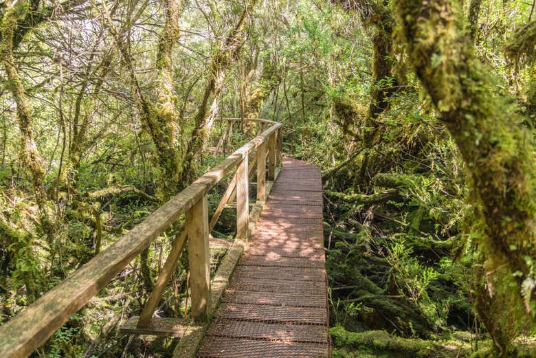 Sendero del Parque Tantauco