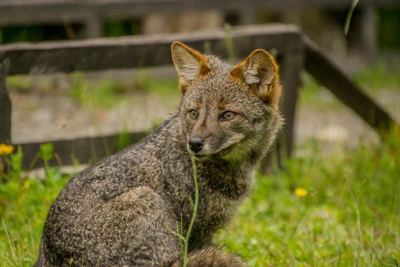 Zorro chilota en el Parque Tantauco