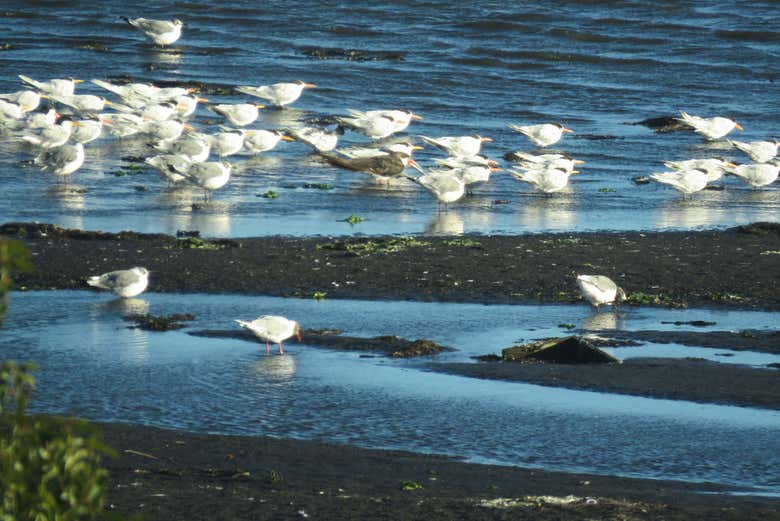 La fauna della palude Lenga