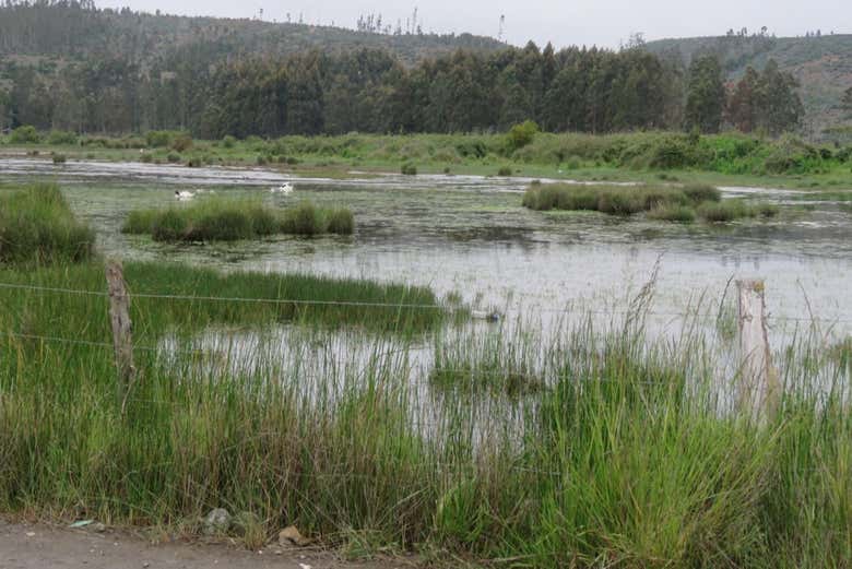 Ruta por los humedales de Concepción
