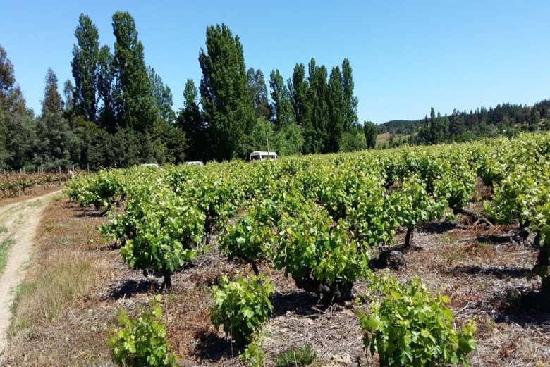 Vigneti della valle di Itata