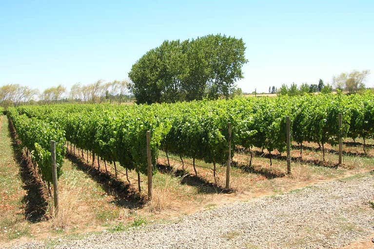 Viti nella valle di Itata