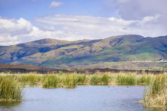 Tour por los humedales de Concepción