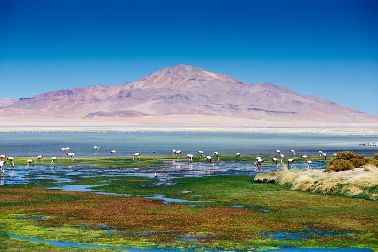 O Deserto Florido do Atacama se destaca por sua biodiversidade