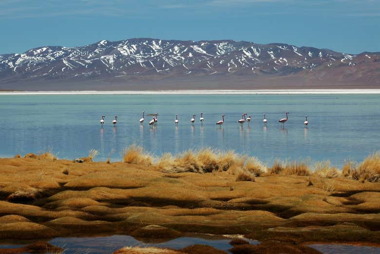 Flamingos na lagoa Santa Rosa