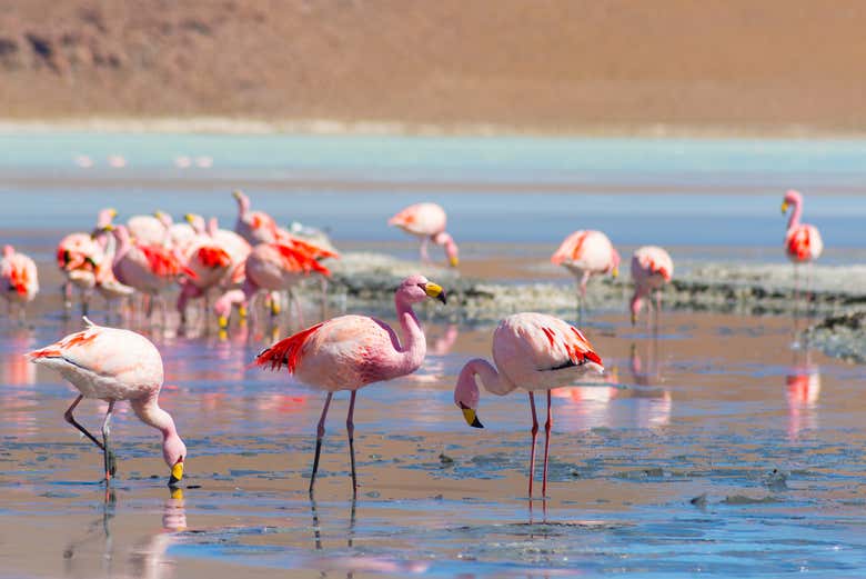 Avistando a los flamencos que habitan en los Andes de Atacama