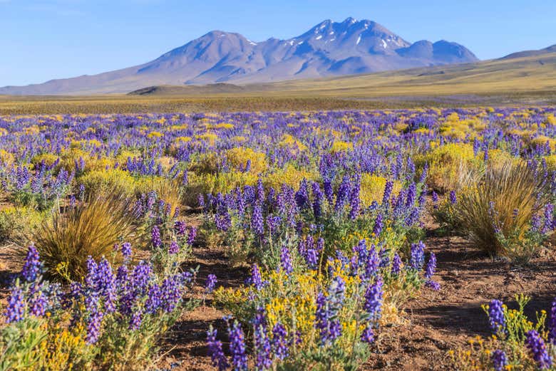 Veremos plantas e flores em pleno deserto