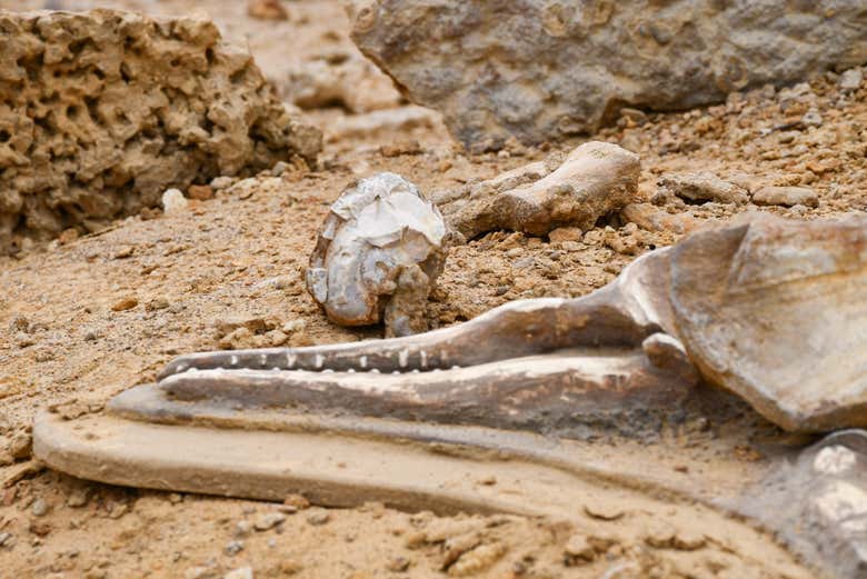 Contemplando antiguos fósiles