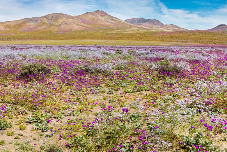 Desierto Florido de Atacama