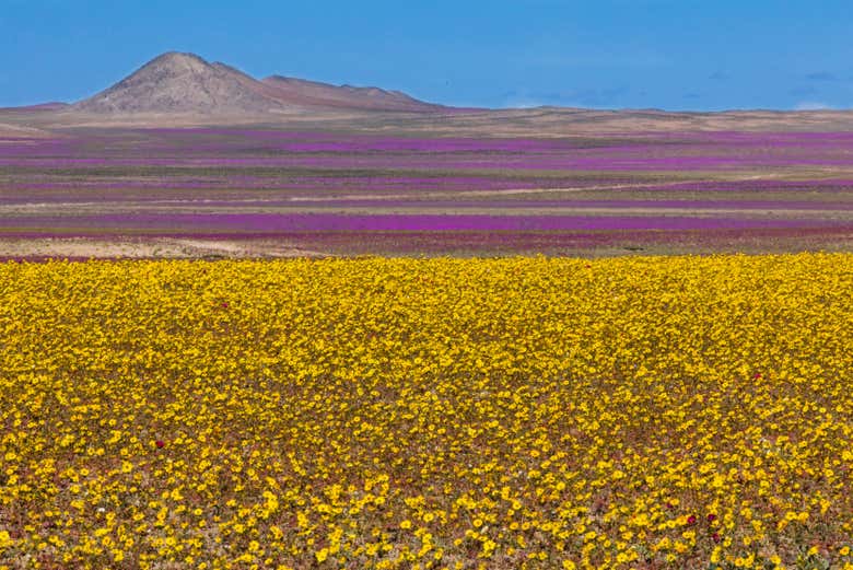Floração no deserto Atacama