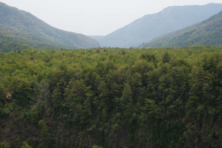 Florestas de Siete Tazas