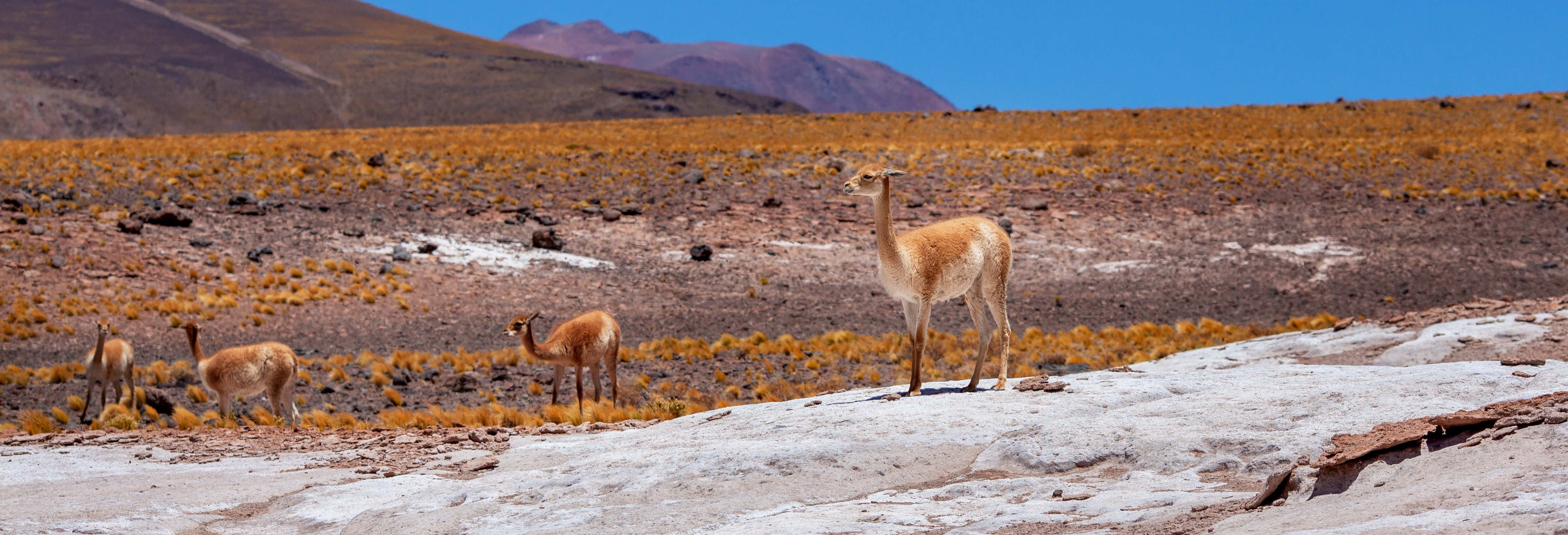 Day trips in Iquique