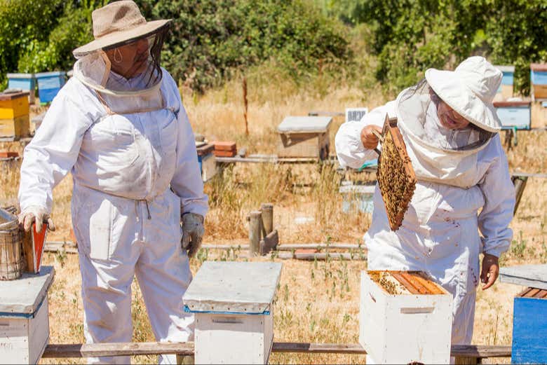 Manipulando la colmena de abejas
