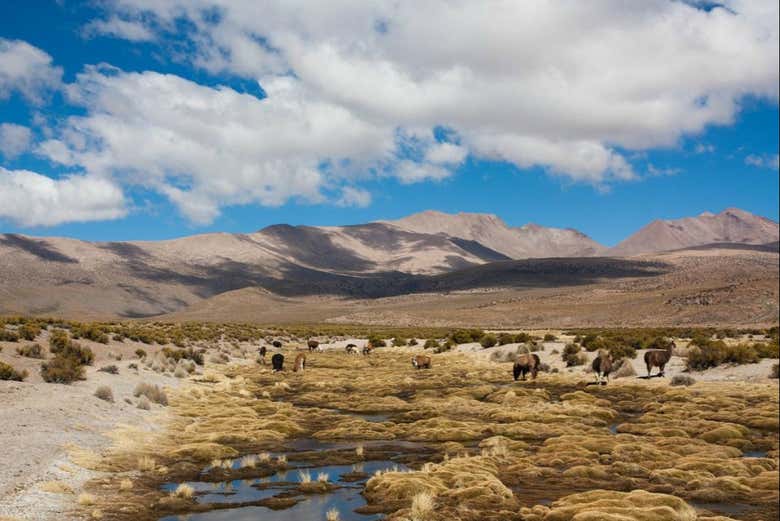 Parque Nacional Volcán Isluga, en el altiplano chileno