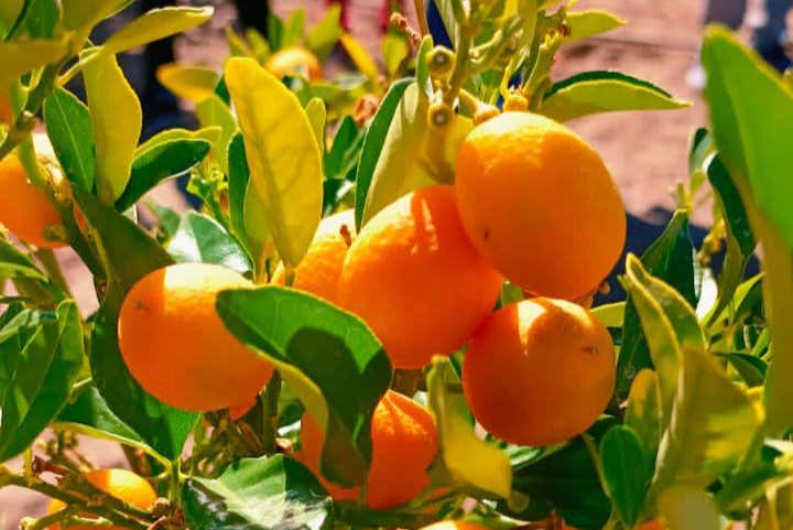 El limón de Pica