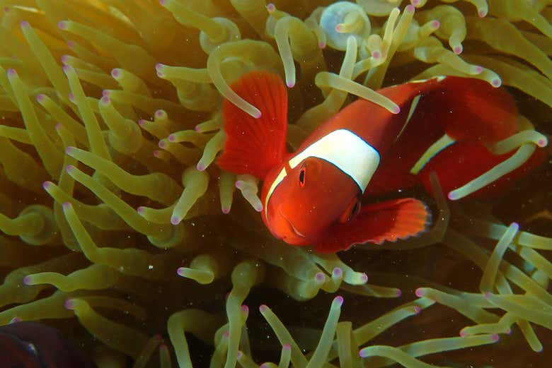 Un pesce pagliaccio vicino a un'anemone