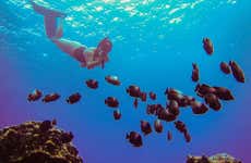 Snorkeling alla spiaggia di Ovahe