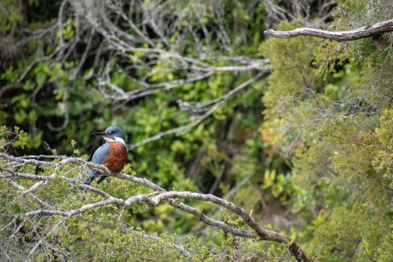 Martín pescador en el Parque Nacional Queulat