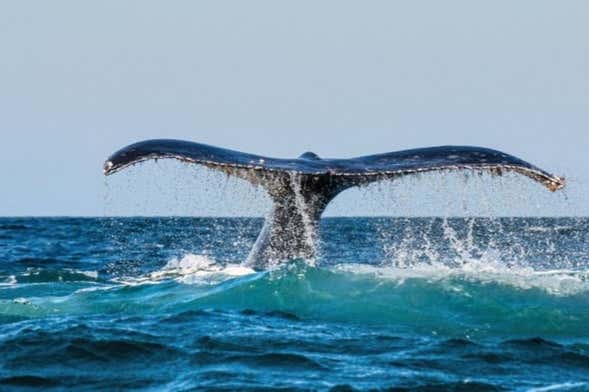 Avistamiento de ballenas en Chañaral de Aceituno