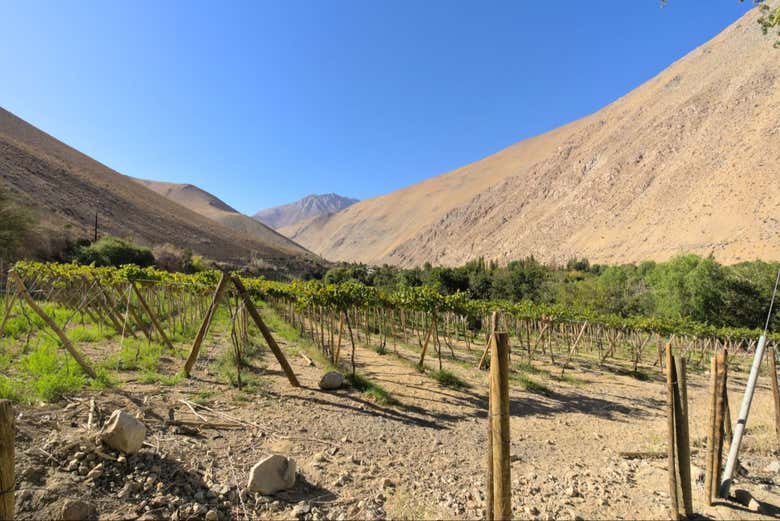 Admire the landscpes of the Elqui Valley