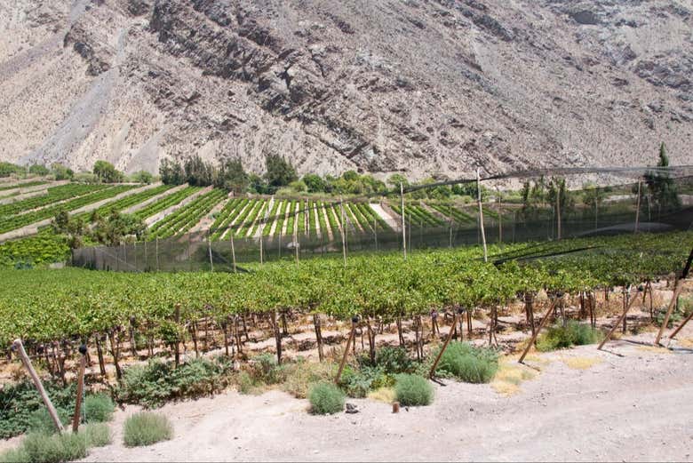 Vignobles de la vallée de l'Elqui