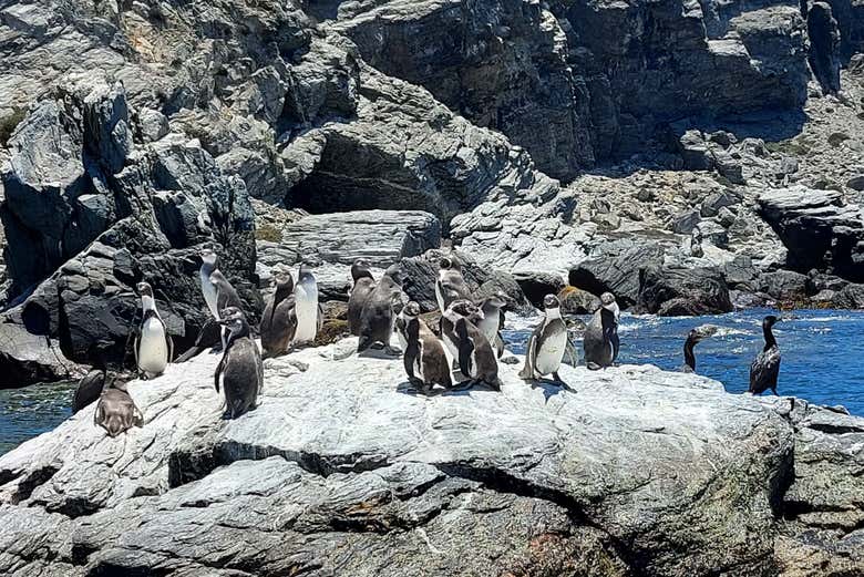 Look out for a colony of penguins!