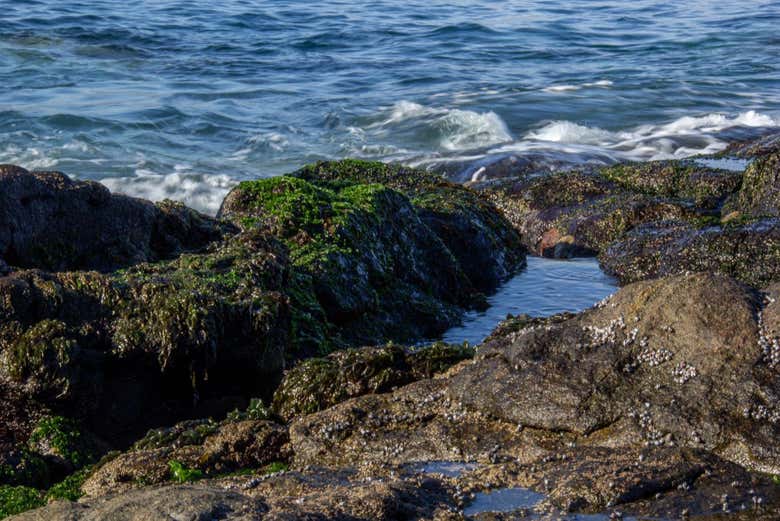 The coast of Tongoy