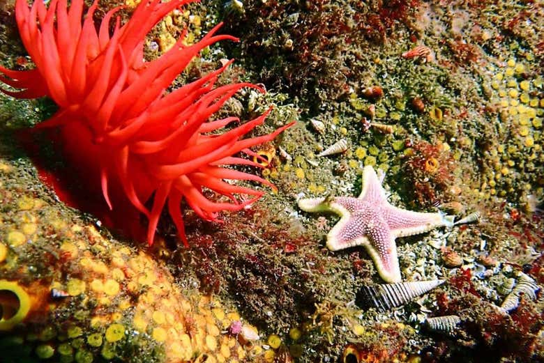Look out for starfish!
