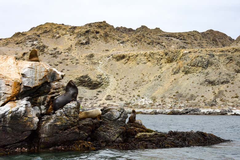 Lions de mer sur l'île de Choros