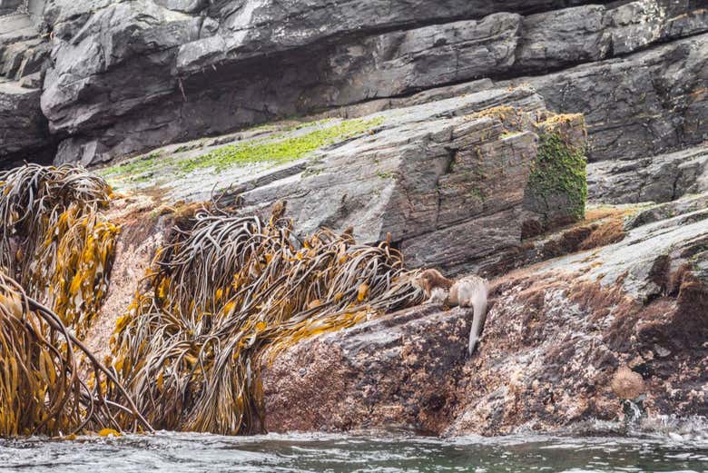 Formations rocheuses sur la côte
