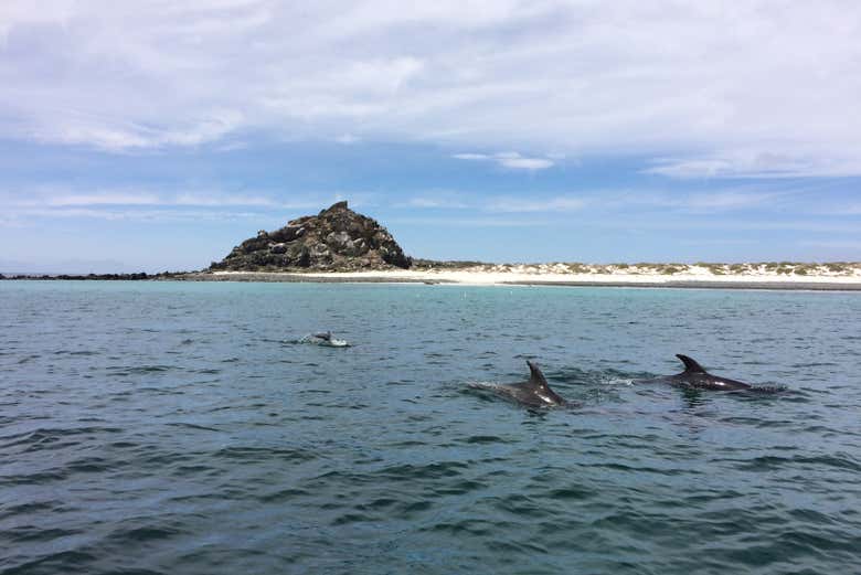 Île de Choros