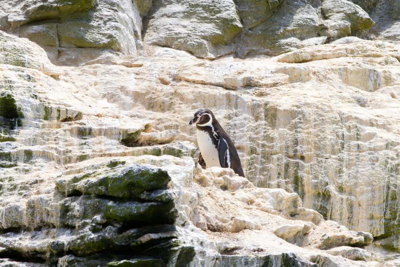Pingouin de Humboldt sur l'île de Choros