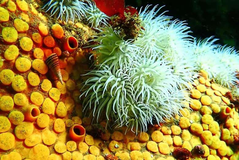 Admire a colourful underwater world