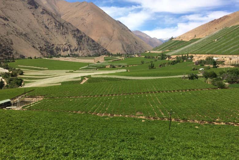 Green meadows in the Elqui Valley