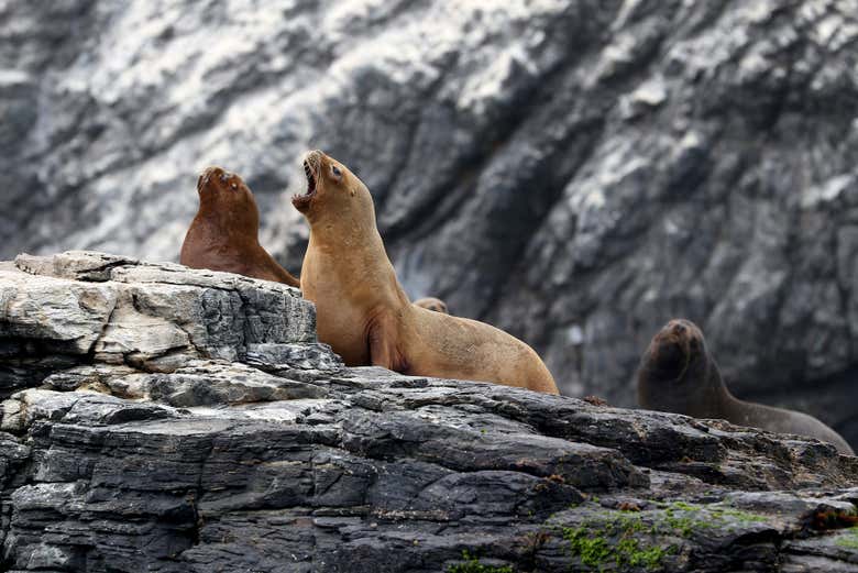 Lions de mer sur l'île de Choros