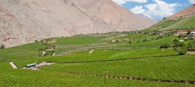 Tour del pisco por el Valle del Elqui
