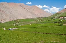 Visite à la découverte du pisco dans la vallée de l'Elqui