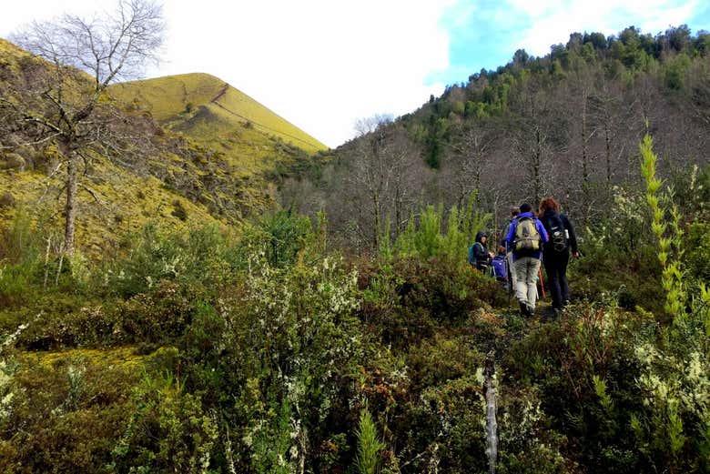 Atravesando el bosque nativo