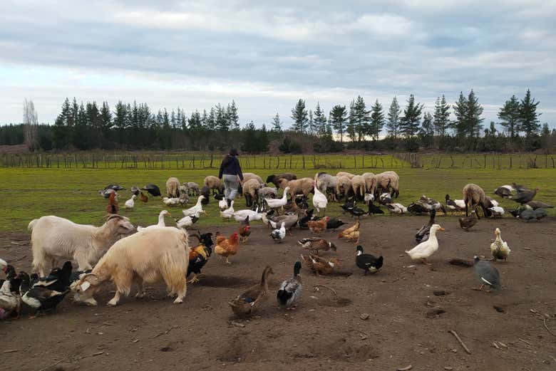 Animales de granja de Las Almendras