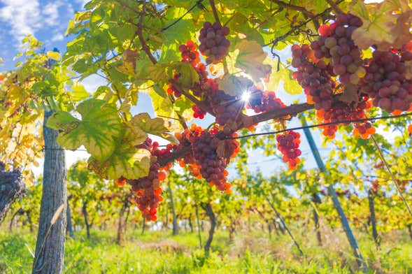 Tour de viñedos y bodegas por Biobío