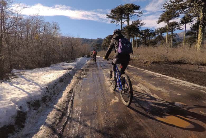 Cycling through Conguillío National Park