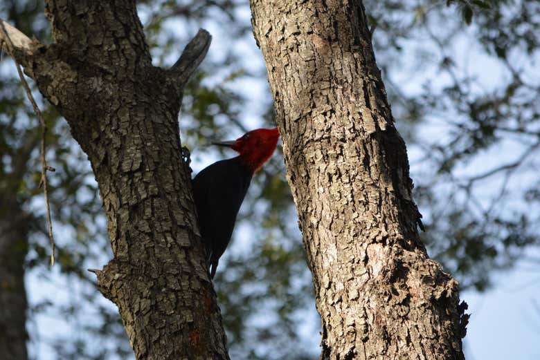 Descubriremos qué aves habitan en la zona 
