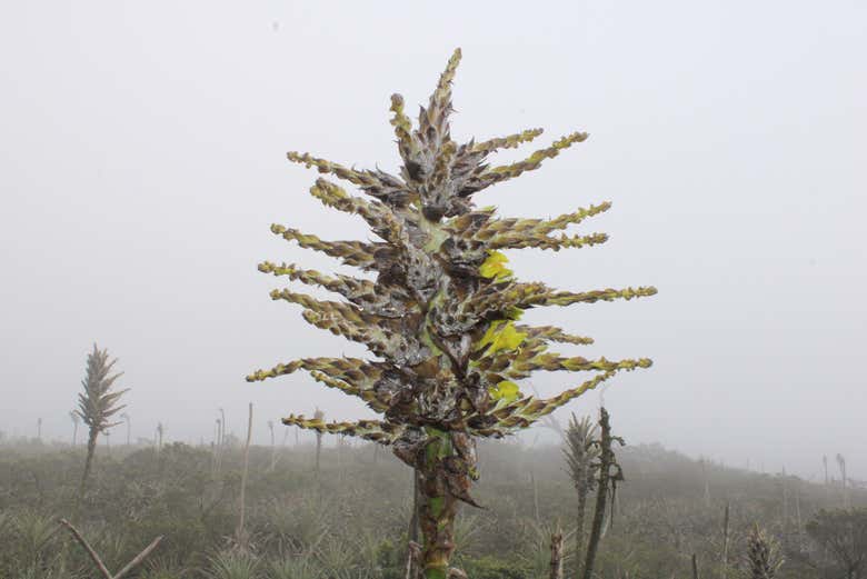 Osserveremo un gran numero di specie botaniche