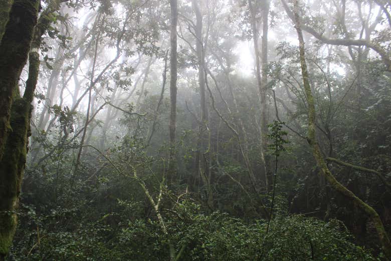 foresta di Fray Jorge