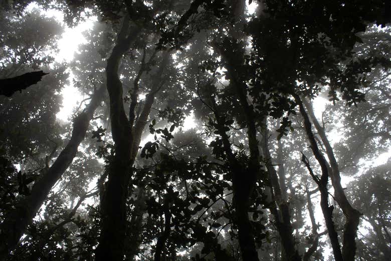 Camminando nel Bosque Fray Jorge